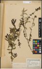 Foto von Salix purpurea subsp. amplexicaulis (Bory) C. K. Schneid.